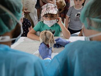 Würzburg: Uniklinik verarztet Kuscheltiere in der "Teddyklinik" - das ist das Ziel des Projekts