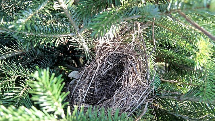Das Nest zeigt, dass sich Vögel in einer Christbaumkultur wohlfühlen.