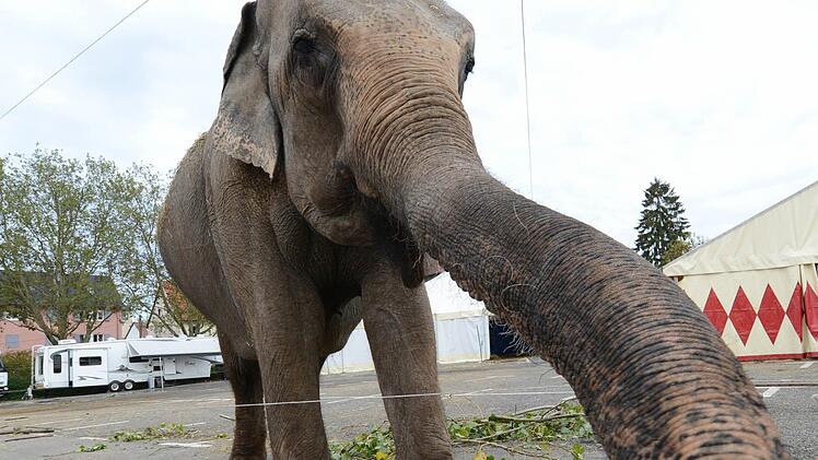In Ingolstadt gibt es jetzt ein Auftrittsverbot für Zirkusse mit gefährlichen Wildtieren. Auch Elefanten zählen dazu.  Symbolfoto: Franziska Kraufmann/dpa
