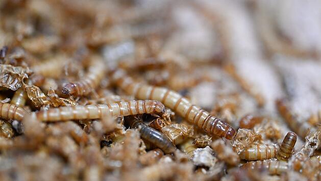 Mehlwurmpulver seit heute zugelassen: In diesen Lebensmitteln kann es jetzt enthalten sein