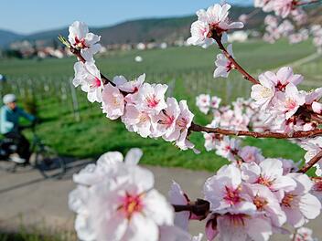 Mandelbl&uuml;te - M&auml;rz-Bilanz DWD