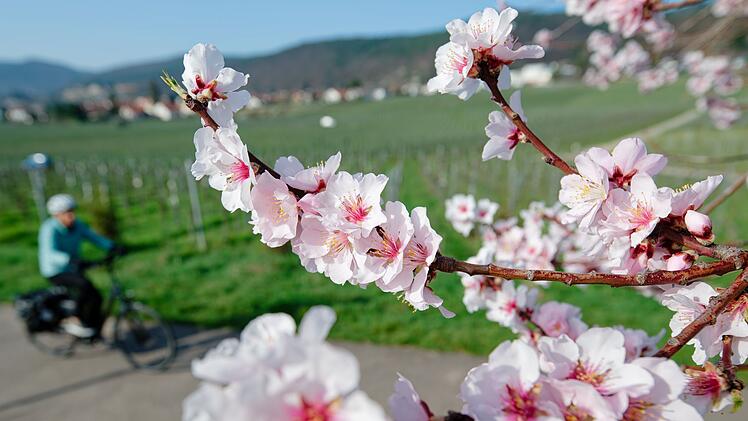 Mandelbl&uuml;te - M&auml;rz-Bilanz DWD