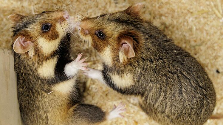 Feldhamster-Nachzucht