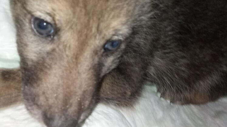 Bad Kissingen: Tierschützerin berichtet von Wolfswelpenfund in Franken - "gab es so noch nie"
