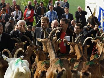 Männer, die auf Ziegen starren: Staatsminister Marcel Huber (links) öffnet den Zaun des Geheges. Foto: Arkadius Guzy