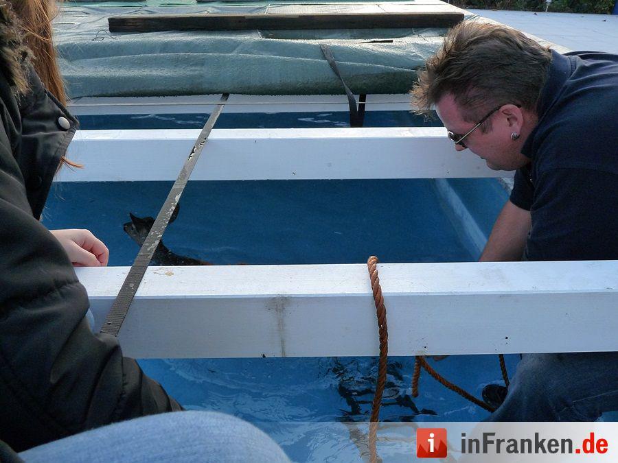 Reh fällt in den Pool und wird gerettet