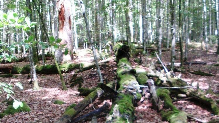 Eindrücke von der Informationsfahrt in den Bayerischen Wald. Foto: Friedwald Schedel