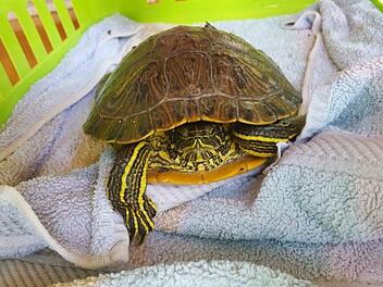 In W&uuml;rzburg ist eine Gelbwangen-Schmuckschildkr&ouml;te gefunden worden. Nun werden Zeugen oder der Eigent&uuml;mer gesucht.