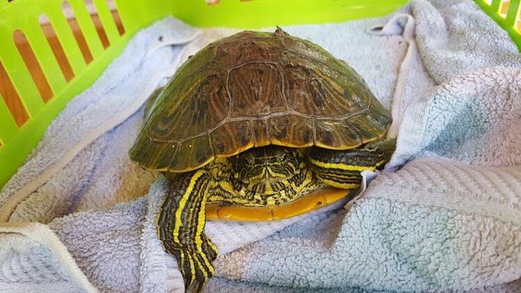 In W&uuml;rzburg ist eine Gelbwangen-Schmuckschildkr&ouml;te gefunden worden. Nun werden Zeugen oder der Eigent&uuml;mer gesucht.