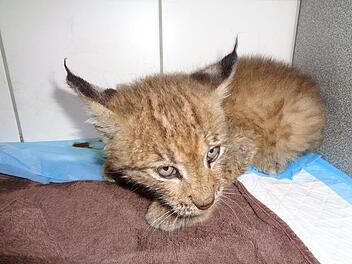 Luchs-Baby bei Tierarzt in der Oberpfalz
