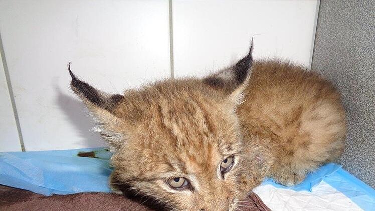 Luchs-Baby bei Tierarzt in der Oberpfalz