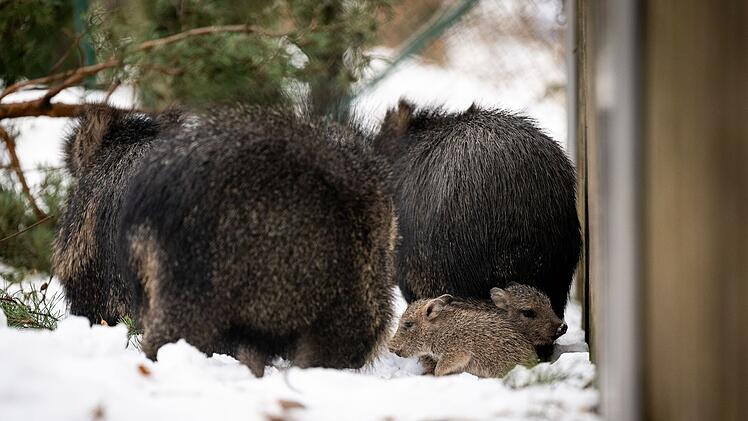 N&uuml;rnberg: Tiergarten freut sich &uuml;ber Nachwuchs bei stark gef&auml;hrdeter Art