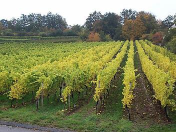 Hier wächst Wein: Die Weinberge in Steinbach sind vor Jahren - nach einem Kompromiss - neu geordnet und angelegt worden.  Foto: Friederike Stark