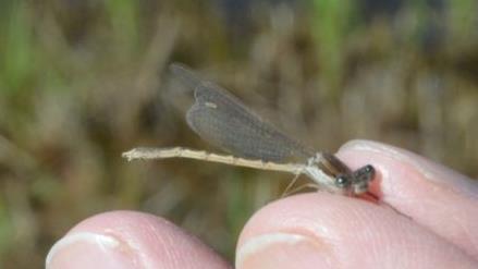 Ein kurzer Moment Gefangenschaft für ein Foto, dann ist die Winterlibelle wieder frei.