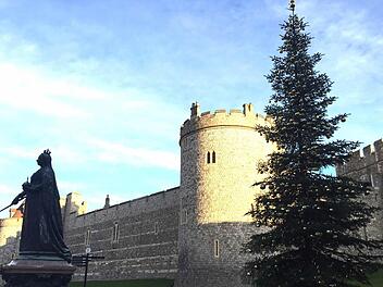 Der Coburger Weihnachtsbaum vor Schloss Windsor Foto: Michael Selzer/Stadt Coburg