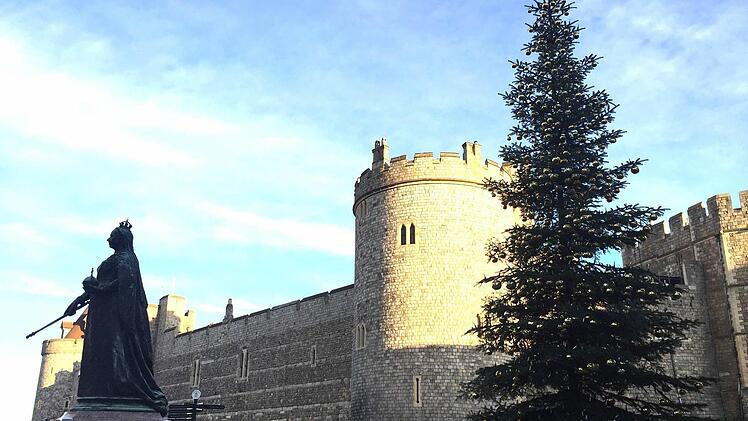 Der Coburger Weihnachtsbaum vor Schloss Windsor Foto: Michael Selzer/Stadt Coburg