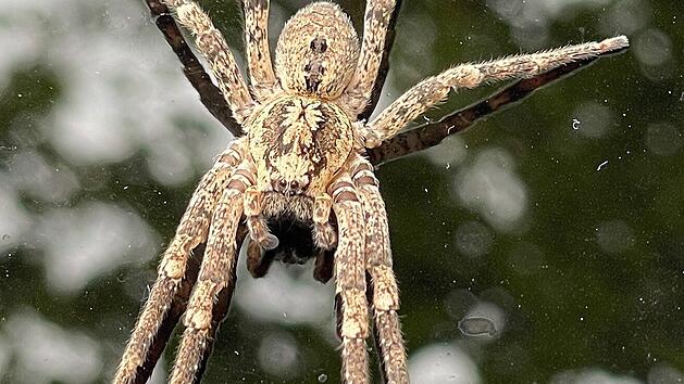 Kräuseljadgspinne oder Nosferatuspinne