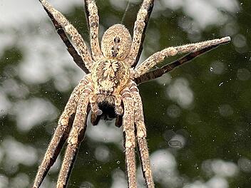 Kräuseljadgspinne oder Nosferatuspinne