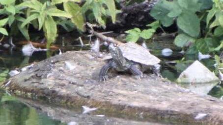 Eine Schildkröte lebt am und im Schlossweiher.
