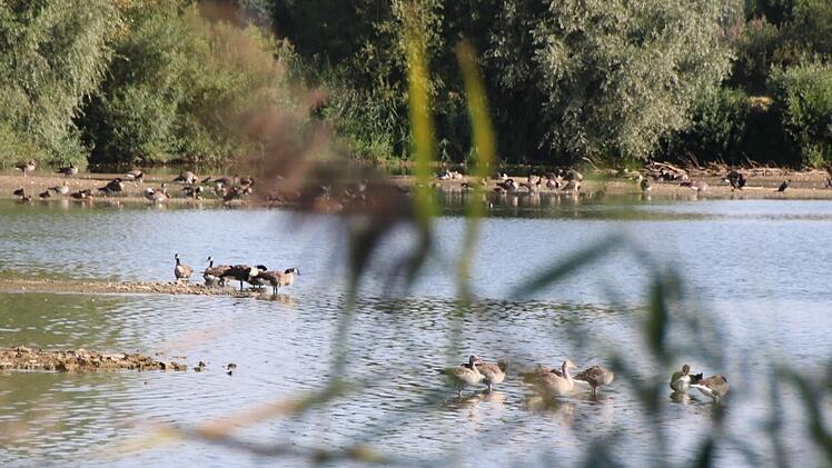 Zwischen den Gänsen verstecken sich auch einige Raritäten. Foto: Lisa Kieslinger