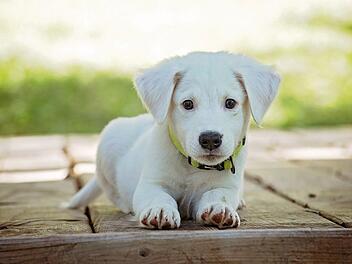 Der Hund wird auch der beste Freund des Menschen genannt.