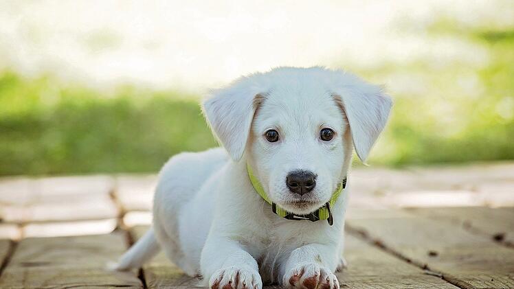 Der Hund wird auch der beste Freund des Menschen genannt.