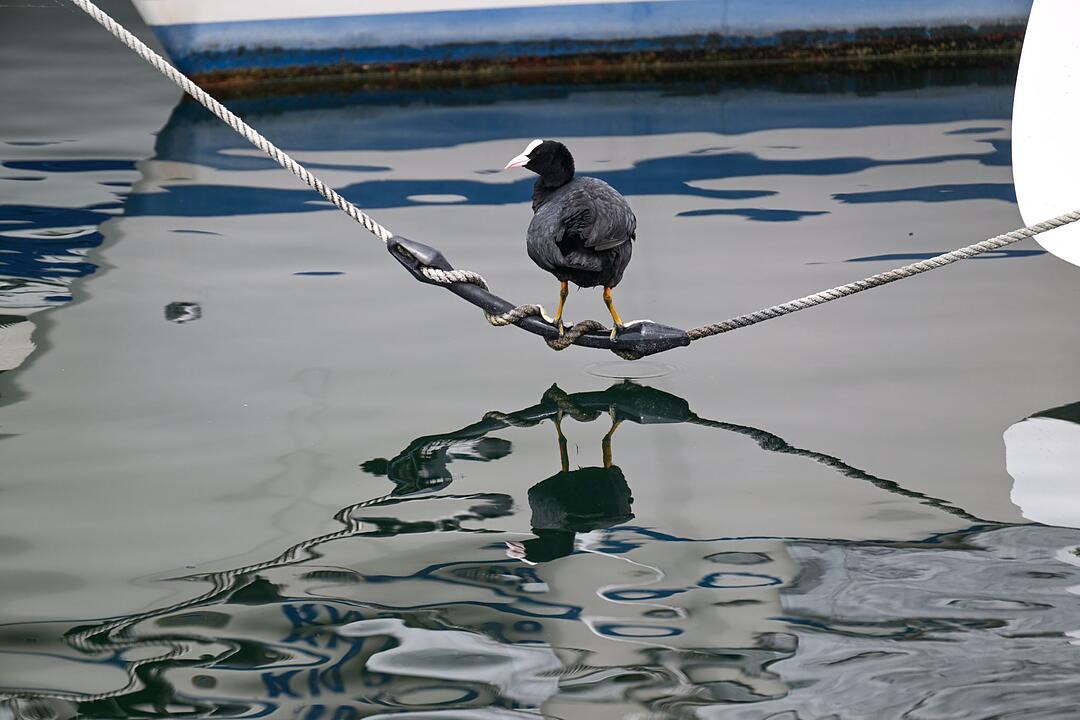 Das Bl&auml;sshuhn spiegelt sich im Bodensee wider.