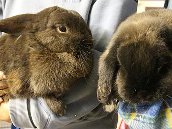 Schlappohren ohne Namen