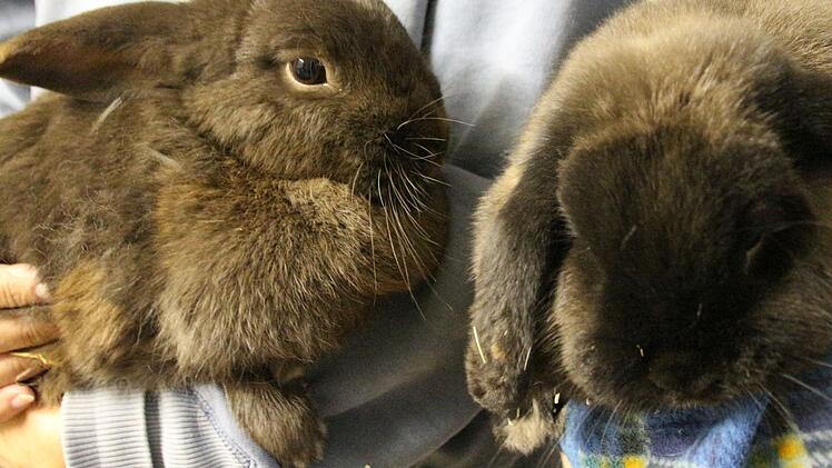 Schlappohren ohne Namen
