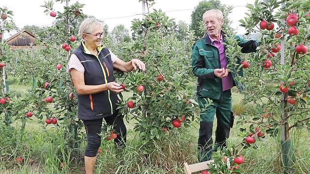 Hilde W&ouml;hrmann und Herbert Erlwein sind gerade dabei, die &Auml;pfel abzuernten.