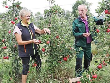 Hilde Wöhrmann und Herbert Erlwein sind gerade dabei, die Äpfel abzuernten.