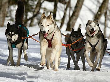 Schlittenhunde Huskies Schlittenhunde Huskies