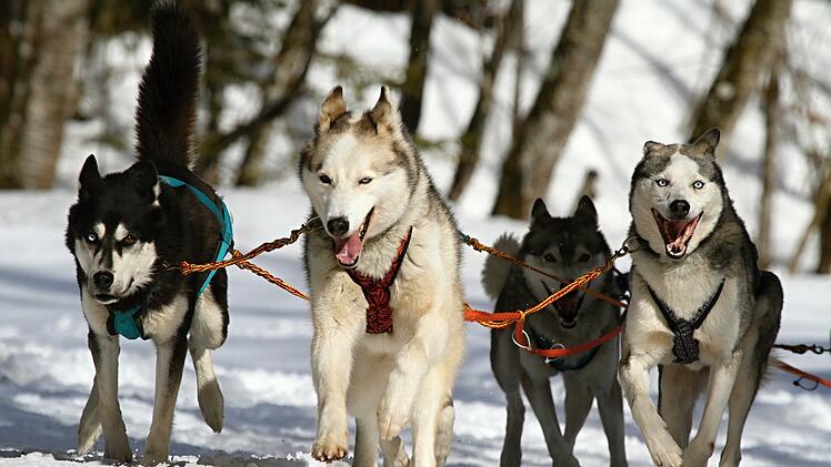 Schlittenhunde Huskies
