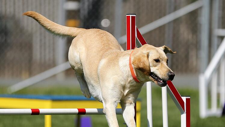 Retriever gehören zu den schlauesten und lernwilligsten Hunden. Kein Wunder, dass sie in vielen Bereichen Menschen unterstützen, beispielsweise als Blindenführhunde.