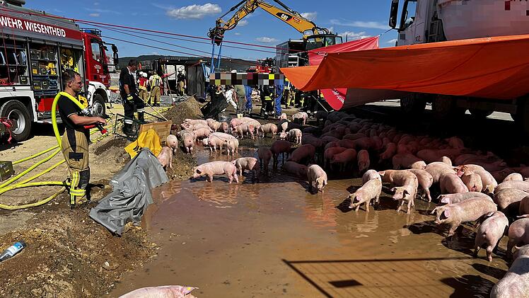 Schweinetransporter auf A3 im Kreis Kitzingen umgekippt