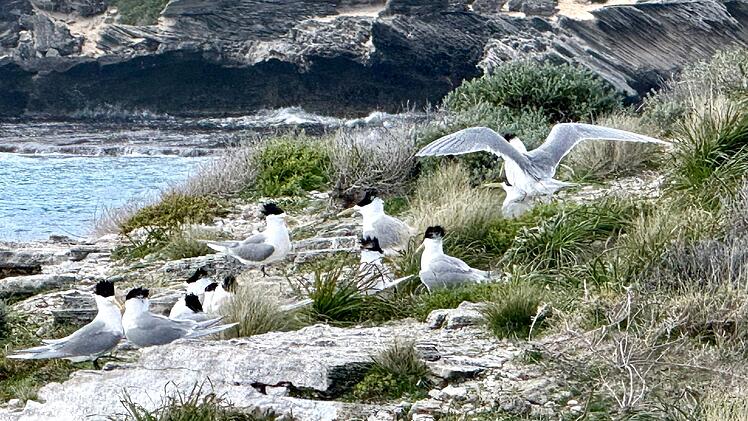 Eilseeschwalben -Vogelgrippe in Australien