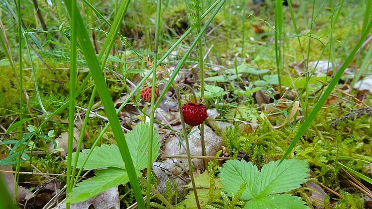 Walderdbeeren zieren die Hänge. Michaela Hofmannn