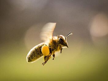 120&nbsp;000 von 700&nbsp;000 Bienenv&ouml;lkern in Deutschland haben den Winter nicht &uuml;berlebt. Fachleute geben Pestiziden eine Mitschuld am Tod der Insekten. Foto: Frank Rumpenhorst, dpa