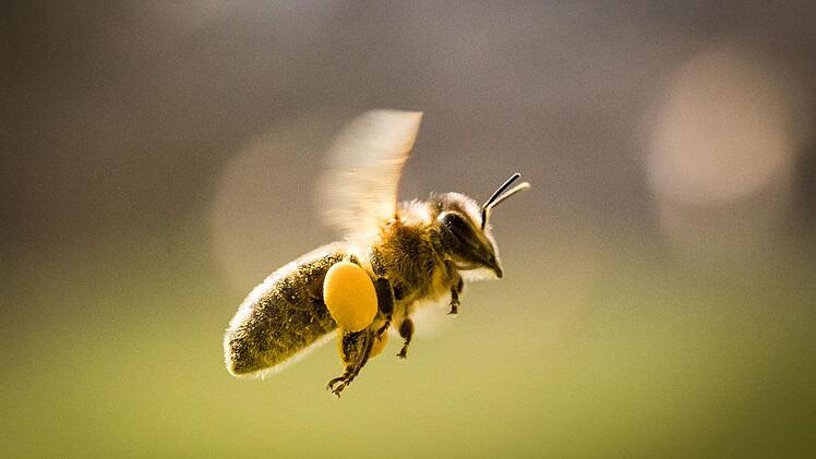 120&nbsp;000 von 700&nbsp;000 Bienenv&ouml;lkern in Deutschland haben den Winter nicht &uuml;berlebt. Fachleute geben Pestiziden eine Mitschuld am Tod der Insekten. Foto: Frank Rumpenhorst, dpa