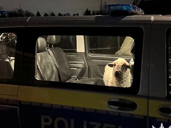 Polizei rettet Schaf auf Abwegen