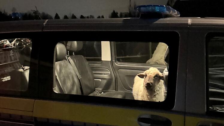 Polizei rettet Schaf auf Abwegen
