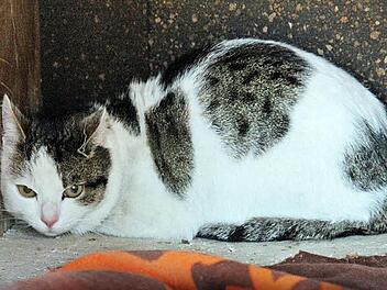 Diese verschreckte Katze landete im Hundezwinger des Eberner Bauhofes und wurde dort versorgt. Foto: Ralf Kestel