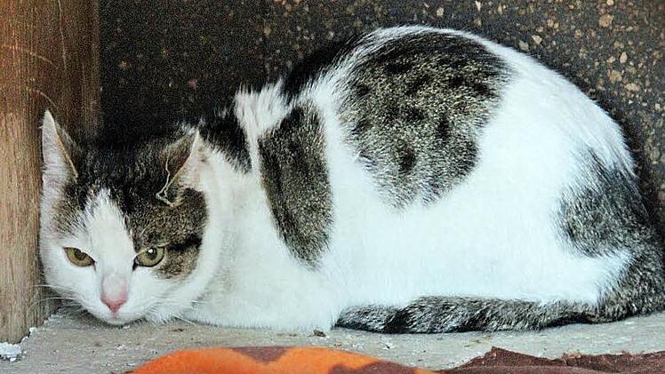 Diese verschreckte Katze landete im Hundezwinger des Eberner Bauhofes und wurde dort versorgt. Foto: Ralf Kestel
