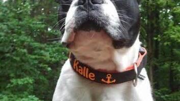 Melanie Meußgeier hat uns ein Bild von ihren Liebling, der französischen Bulldogge Kalle geschickt.