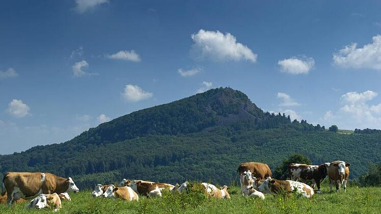 Landidylle: Kühe weiden mit Blick auf die Milseburg. Foto: Jürgen Hüfner