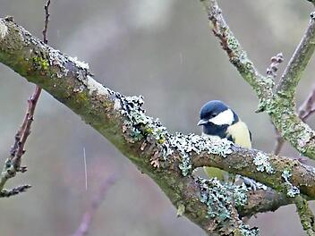 Die Kohlmeise kam im Landkreis bei der Stunde der Wintervögel in fast allen beteiligten Gärten vor.