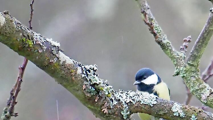 Die Kohlmeise kam im Landkreis bei der Stunde der Wintervögel in fast allen beteiligten Gärten vor.