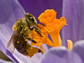 Frühblüher wie Krokusse bieten Bienen schon früh im Jahr eine wertvolle Futterquelle. Foto: dpa