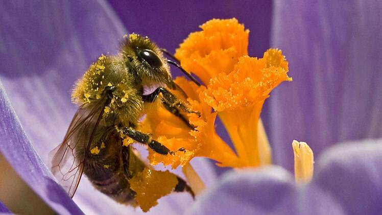 Frühblüher wie Krokusse bieten Bienen schon früh im Jahr eine wertvolle Futterquelle. Foto: dpa