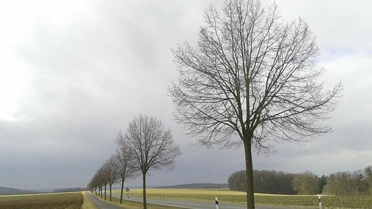 Lindenallee nach Seßlach Foto: Bettina Knauth